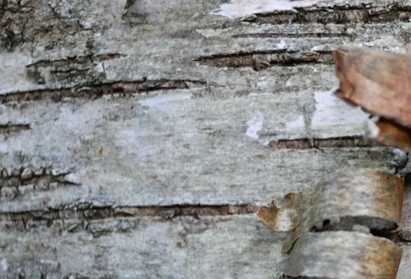 Näverslöjd 3-7 augusti