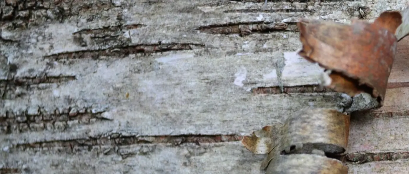 Näverslöjd 3-7 augusti