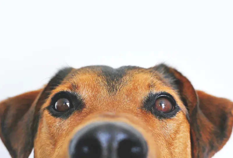 DigITdog 