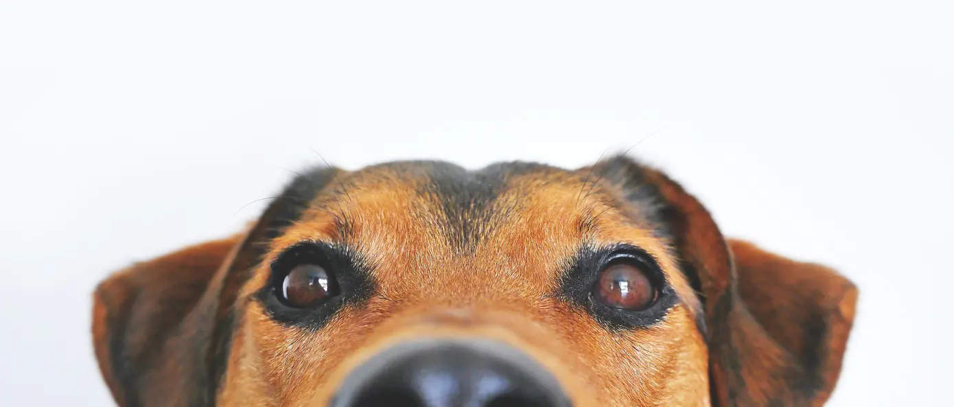 DigITdog